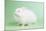 Satin Angora Rabbit-Lynn M^ Stone-Mounted Photographic Print