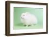 Satin Angora Rabbit-Lynn M^ Stone-Framed Photographic Print