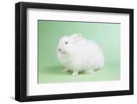 Satin Angora Rabbit-Lynn M^ Stone-Framed Photographic Print