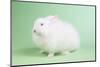 Satin Angora Rabbit-Lynn M^ Stone-Mounted Photographic Print