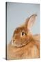 Satin Angora (Red) Rabbit-Lynn M^ Stone-Stretched Canvas