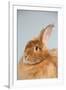 Satin Angora (Red) Rabbit-Lynn M^ Stone-Framed Photographic Print