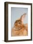 Satin Angora (Red) Rabbit-Lynn M^ Stone-Framed Photographic Print