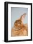 Satin Angora (Red) Rabbit-Lynn M^ Stone-Framed Photographic Print