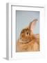 Satin Angora (Red) Rabbit-Lynn M^ Stone-Framed Photographic Print