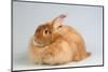 Satin Angora (Red) Rabbit-Lynn M^ Stone-Mounted Photographic Print