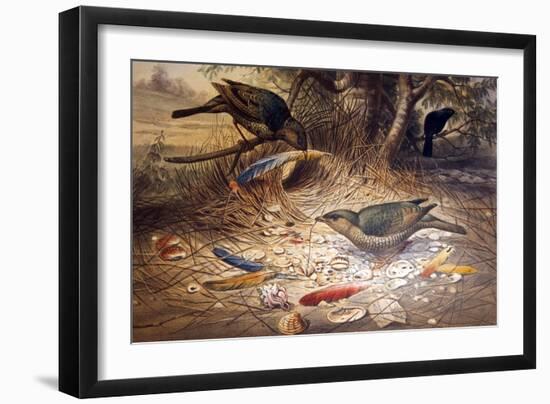 Satin Bowerbird, 1861-Joseph Wolf-Framed Giclee Print