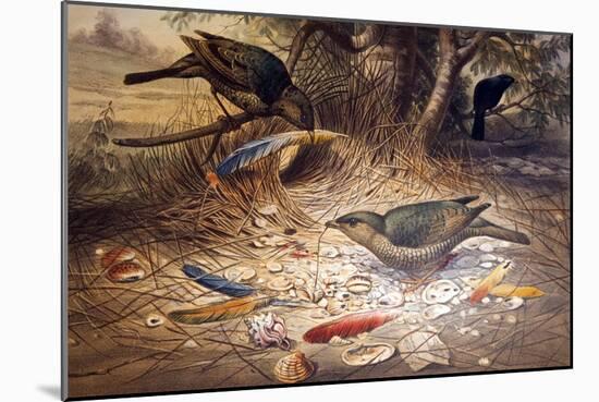 Satin Bowerbird, 1861-Joseph Wolf-Mounted Giclee Print