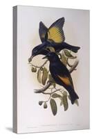 Satin Bowerbird (Ptilonorhynchus Violaceus)-John Gould-Stretched Canvas