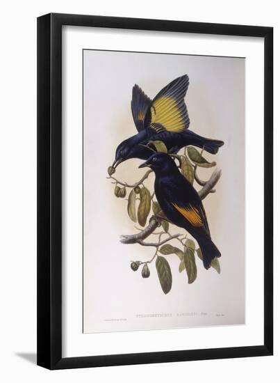 Satin Bowerbird (Ptilonorhynchus Violaceus)-John Gould-Framed Giclee Print