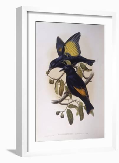 Satin Bowerbird (Ptilonorhynchus Violaceus)-John Gould-Framed Giclee Print