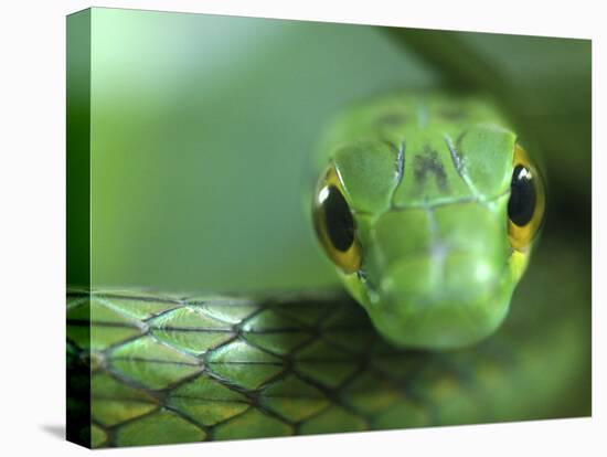 Satiny Parrot Snake Close Up, Costa Rica-Edwin Giesbers-Stretched Canvas