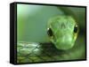 Satiny Parrot Snake Close Up, Costa Rica-Edwin Giesbers-Framed Stretched Canvas