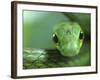 Satiny Parrot Snake Close Up, Costa Rica-Edwin Giesbers-Framed Photographic Print