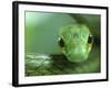 Satiny Parrot Snake Close Up, Costa Rica-Edwin Giesbers-Framed Photographic Print