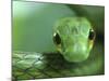 Satiny Parrot Snake Close Up, Costa Rica-Edwin Giesbers-Mounted Photographic Print