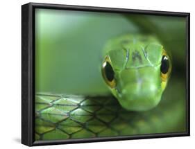 Satiny Parrot Snake Close Up, Costa Rica-Edwin Giesbers-Framed Photographic Print