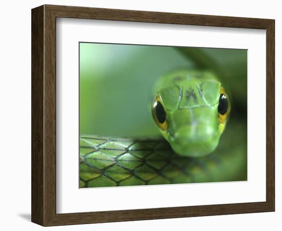 Satiny Parrot Snake Close Up, Costa Rica-Edwin Giesbers-Framed Photographic Print