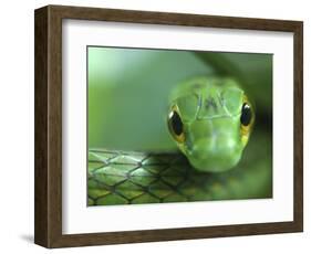 Satiny Parrot Snake Close Up, Costa Rica-Edwin Giesbers-Framed Photographic Print