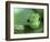Satiny Parrot Snake Close Up, Costa Rica-Edwin Giesbers-Framed Photographic Print