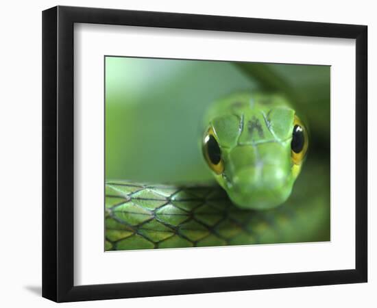 Satiny Parrot Snake Close Up, Costa Rica-Edwin Giesbers-Framed Photographic Print