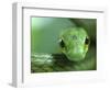 Satiny Parrot Snake Close Up, Costa Rica-Edwin Giesbers-Framed Photographic Print