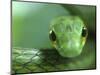 Satiny Parrot Snake Close Up, Costa Rica-Edwin Giesbers-Mounted Photographic Print