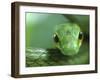 Satiny Parrot Snake Close Up, Costa Rica-Edwin Giesbers-Framed Photographic Print