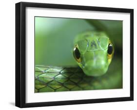 Satiny Parrot Snake Close Up, Costa Rica-Edwin Giesbers-Framed Photographic Print