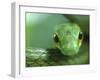 Satiny Parrot Snake Close Up, Costa Rica-Edwin Giesbers-Framed Photographic Print