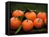 Satsuma Tangerines I-Rachel Perry-Framed Stretched Canvas