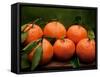 Satsuma Tangerines II-Rachel Perry-Framed Stretched Canvas