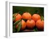 Satsuma Tangerines II-Rachel Perry-Framed Premium Photographic Print