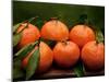 Satsuma Tangerines II-Rachel Perry-Mounted Premium Photographic Print