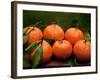 Satsuma Tangerines II-Rachel Perry-Framed Photographic Print