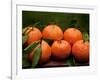 Satsuma Tangerines II-Rachel Perry-Framed Photographic Print