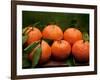 Satsuma Tangerines II-Rachel Perry-Framed Photographic Print