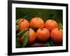 Satsuma Tangerines II-Rachel Perry-Framed Photographic Print