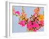 Saturated Spring Blooms II-Victoria Barnes-Framed Art Print