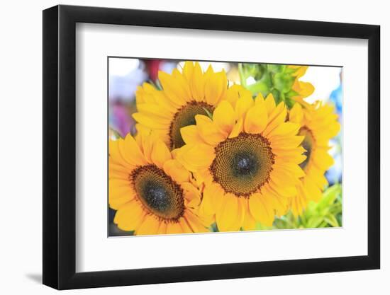 Saturday Farmer's Market in Downtown Hilo, Big Island, Hawaii-Stuart Westmorland-Framed Photographic Print