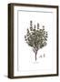 Satureja Thymbra, Flora Graeca-Ferdinand Bauer-Framed Giclee Print