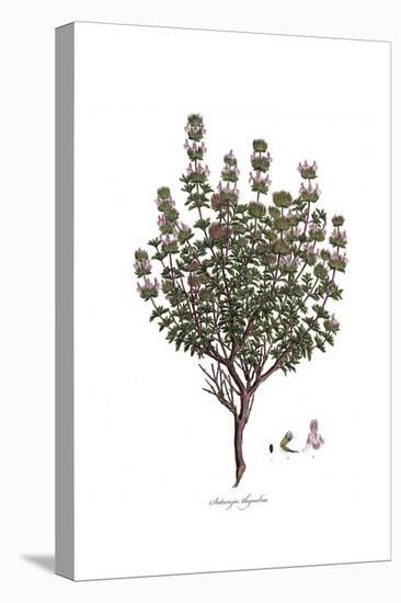 Satureja Thymbra, Flora Graeca-Ferdinand Bauer-Stretched Canvas
