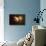 Saturn in Outer Space Against Sun and Star Field-null-Mounted Art Print displayed on a wall