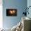 Saturn in Outer Space Against Sun and Star Field-null-Stretched Canvas displayed on a wall