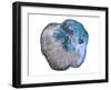 Saturn Rings Of Blue-Sheldon Lewis-Framed Art Print