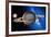 Saturn-Detlev Van Ravenswaay-Framed Photographic Print