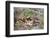 Saturnia Pyretorum Moth on Lichen-Covered Branch-Darrell Gulin-Framed Photographic Print