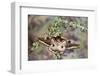 Saturnia Pyretorum Moth on Lichen-Covered Branch-Darrell Gulin-Framed Photographic Print