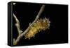 Saturnia Pyri (Giant Peacock Moth, Great Peacock Moth, Large Emperor Moth) - Caterpillar before Pup-Paul Starosta-Framed Stretched Canvas