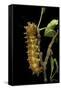 Saturnia Pyri (Giant Peacock Moth, Great Peacock Moth, Large Emperor Moth) - Caterpillar before Pup-Paul Starosta-Framed Stretched Canvas